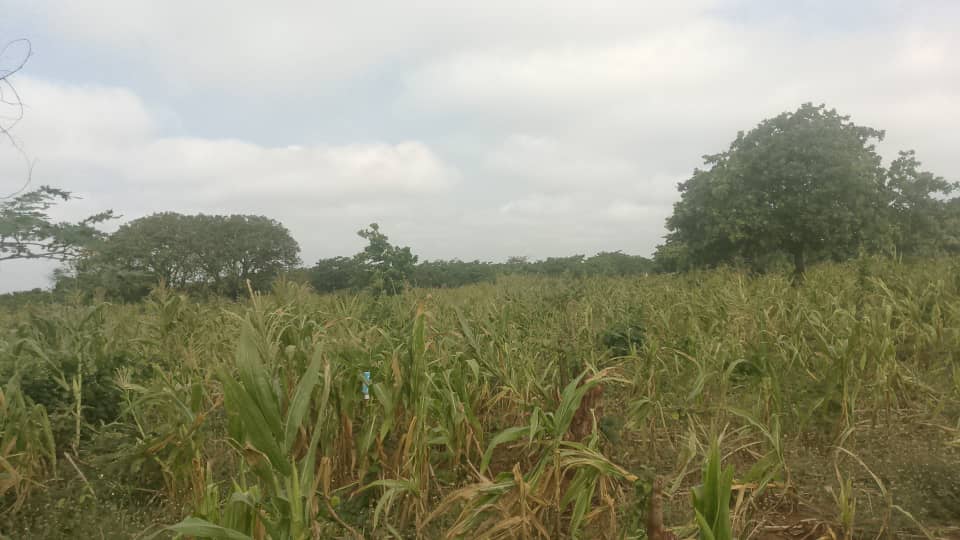 Food security under threat as maize farmers in Wenchi decry impact of dry spell