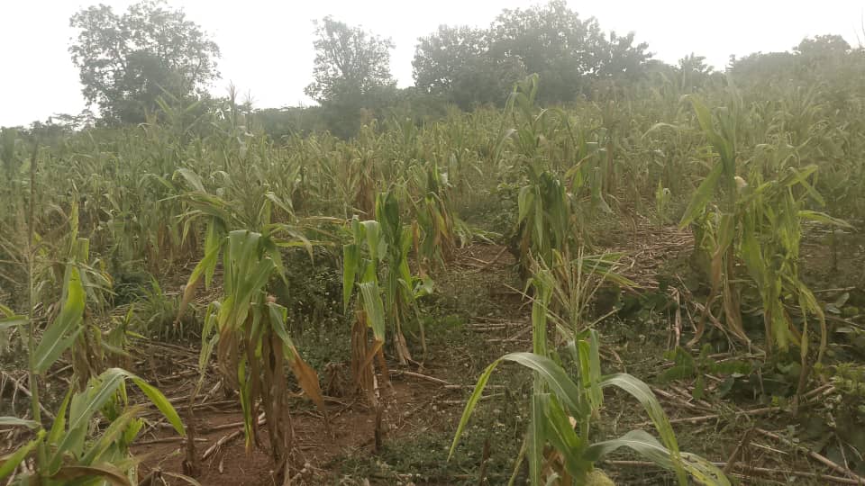 Maize farms affected by dry spell in Akrobi, Wenchi Municipality